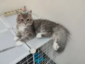 Kucing Mainecoon Rqgdol