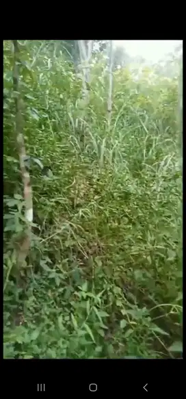 JUAL TANAH DI HARGOREJO KOKAP KULONPROGO