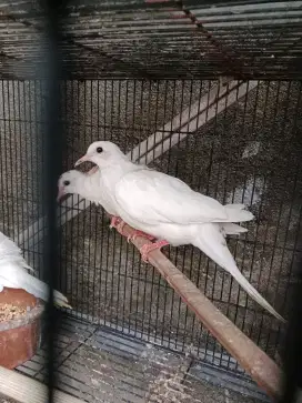 Burung tekukur warna putih blackspot
