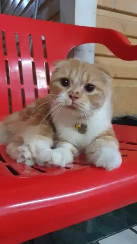Kucing scotish fold lucu ngga bosen di lihat