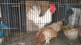 Ayam kate ayam serama