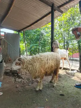 Hewan Sunnah Qurban/Kambing