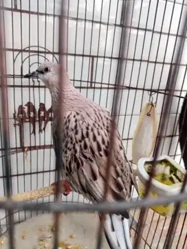 Tekukur/Derkuku/Deruk Leopard Brown