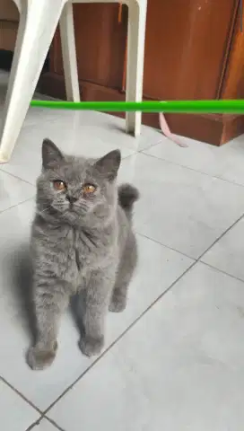Kitten British Shorthair BSH