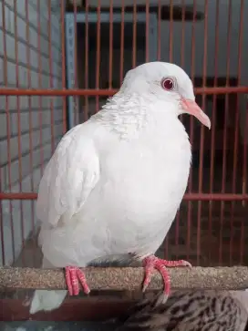 Tekukur/Derkuku/Deruk Albino Mata Merah