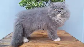 KUCING PERSIA MEDIUM JANTAN ABU PUTIH 2 BULAN