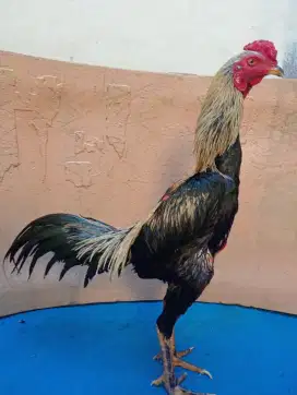 Ayam Bangkok Silangan Mangon