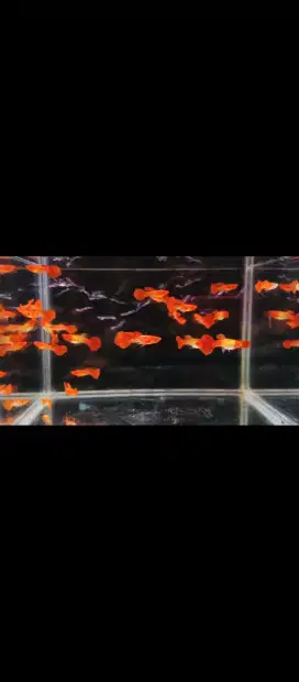 ikan guppy albino koi red ear