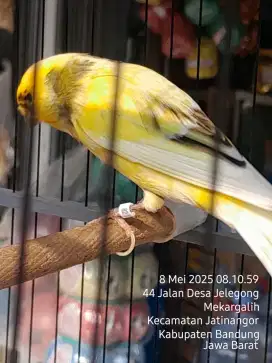 Rasmi Lokal baru beres Mabung usia 1 tahun lebih Gacor