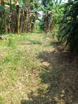 Jual cepat Tanah di jampang parung bogor lokasi bagus