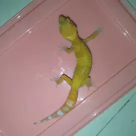Gecko sunglow giant