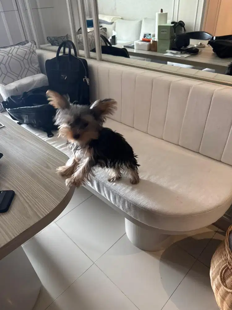 Dibutuhkan ART Pagi Sore (PP) + pengurus/penyayang 3 anjing kecil