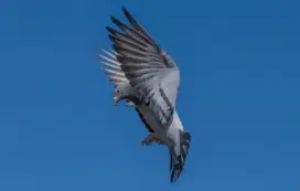 Dijual Burung Merpati/Dara Super Tinggian Kolongan Murmer