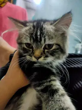 Kucing Persia Medium Jantan