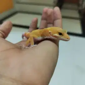 Gecko sunglow tomato