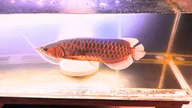 Ikan Arwana + Aquarium