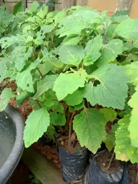 Bibit nilam sidikalang siap tanam