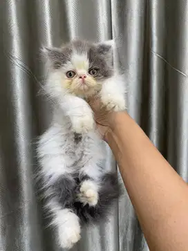 Kucing jantan gembul