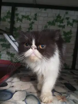 Kucing peaknose betina Proven