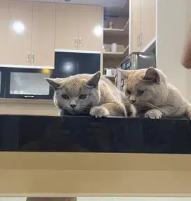 Open Adopsi Kucing BSH Sepasang