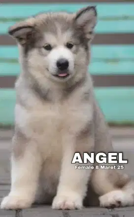 PUPPY ALASKAN MALAMUTE FEMALE 1