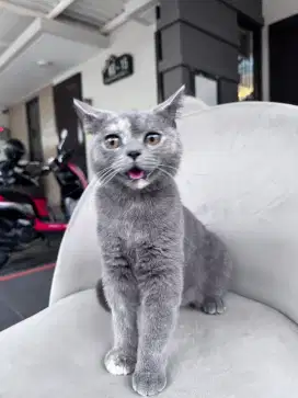 Kucing Ras British Short Hair vaksin lengkap