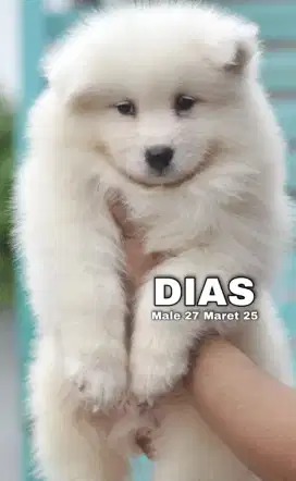 PUPPY SAMOYED 4 EKOR MALE