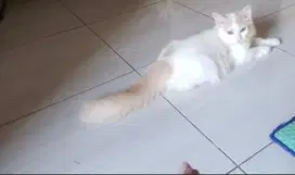 Kucing persia medium jantan