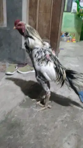 Di jual ayam Bangkok khusus buat pacek an umur SDH 1thn lebih