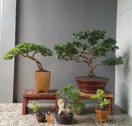 Jual bonsai murah ada 5 pot