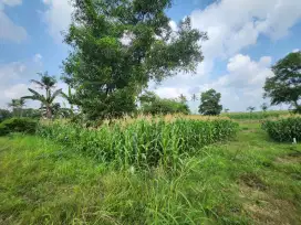 Dijual cepat tanah murah lamsel