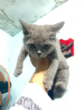 Kitten british short hair (bsh)
