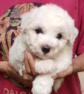 DI JUAL MURAH BICHON FRISE BETINA STAMBUM VAKSIN KUALITAS BAGUS