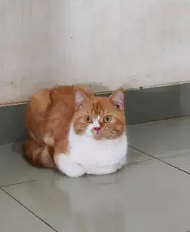 Kucing BSH pejantan tangguh indukan sejati