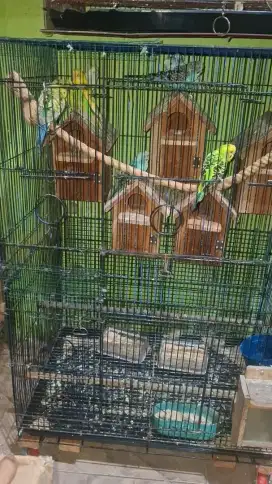 Jual Fullset Koloni Parkit