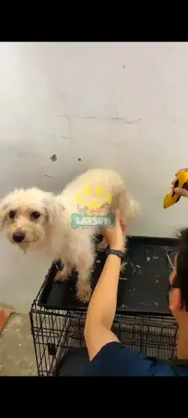 Maltese jantan oscar