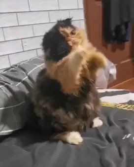 Kucing foldex munchkin