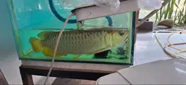 Aquarium / GR bersertif1kat / aksesoris filter bioball busa aerator