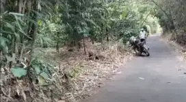 Kebun 1000 m2 Sagala herang Subang