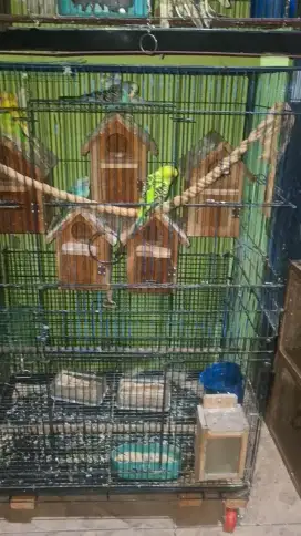 Jual Fullset Koloni Parkit 7 Ekor