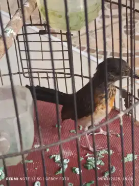 Burung kicau trotol