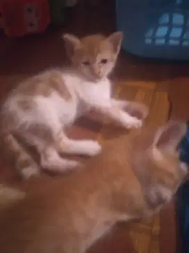 Kucing ras mixdome