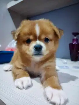 Jual pupy pom 1 bukan jntan