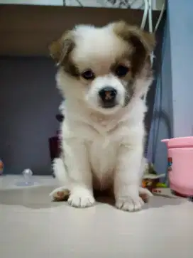 Jual pupy pom 1 bulan betina