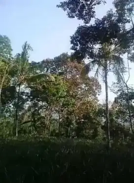 Kebun Nanas Durian 10.000m2 100rb/ m2 Sanca Ciater