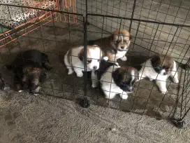 Jual anjing 2bln