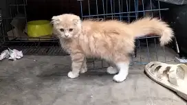 Kucing Scottish fold