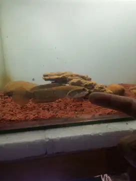 Channa blue pulcra