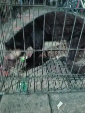 Musang bulan 1 ekor
