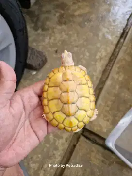Kura Kura RES Albino Jantan 10cm